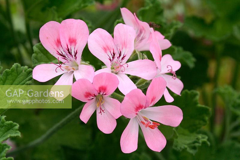 Pelargonium 'Sweet Mimosa' with scented leaves