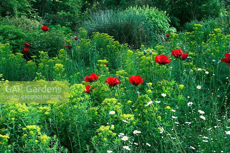 Papaver orientale 'Beauty of Livermere' with Euphorbia palustris