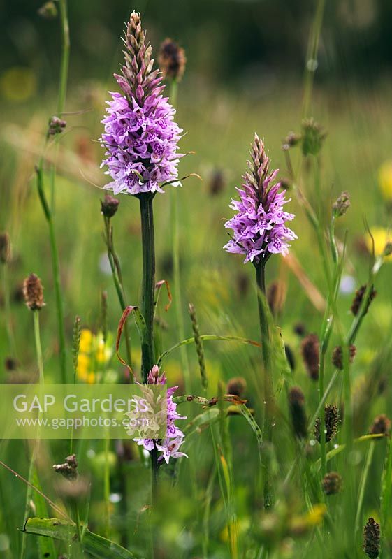 Dactylorhiza fuchsii - Common Spotted Orchids in a meadow in June