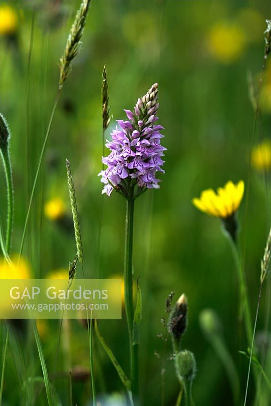 Dactylorhiza fuchsii - Common Spotted Orchid in a meadow in June