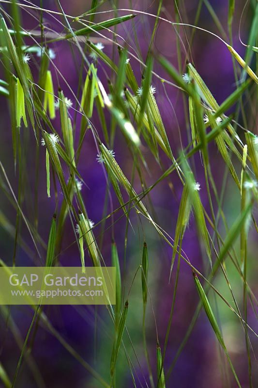 Stipa gigantea - close-up of flower panicles in June
