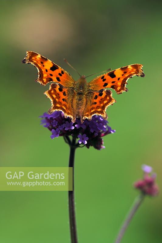 Comma Butterfly (Nymphalis c-album) on Verbena bonariensis