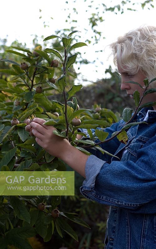 Girl testing for ripeness of medlar fruit in autumn.  Mespilus germanica - Common medlar.