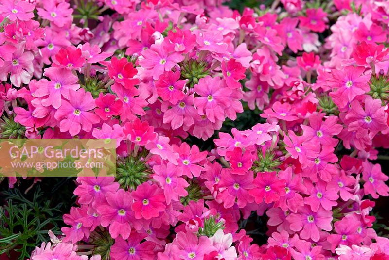 Verbena Veralena Timeless Pink flowering in June
