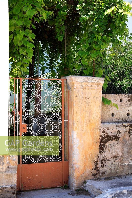 Grape vine canopy over typical Mediterranean front gate 