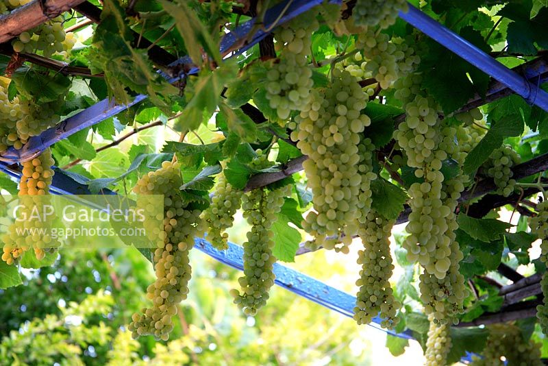 Green canopy with Vitis - Grape vine with unches of grapes
