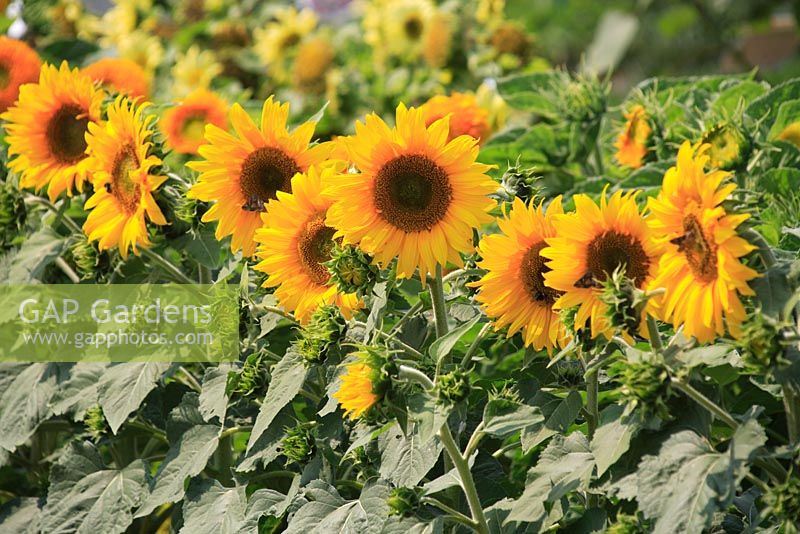 Helianthus annuus - Sunflowers

