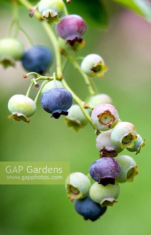 Close-up of ripe and unripe blueberries on the plant in a cluster