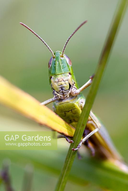 Close-up of a green grasshopper 