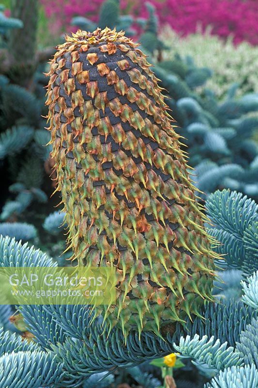 Abies procera, July 20th, Time lapse, Sequence 9, New female cone forming. 