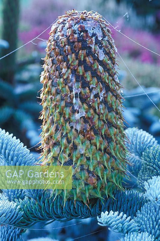 Abies procera, August 30th, Time lapse, Sequence 10, New female cone forming