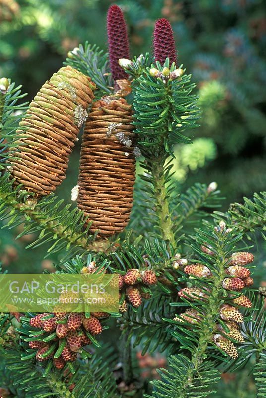 Abies koreana. Close up showing new and old female cones and male flowers.