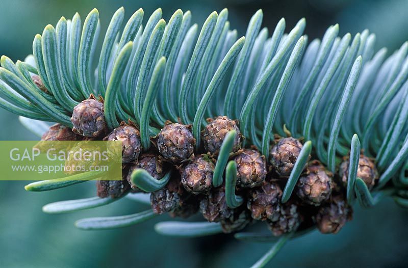 Abies procera. Noble Fir. February 16th. Time lapse 1. Close up of male flowers developing.