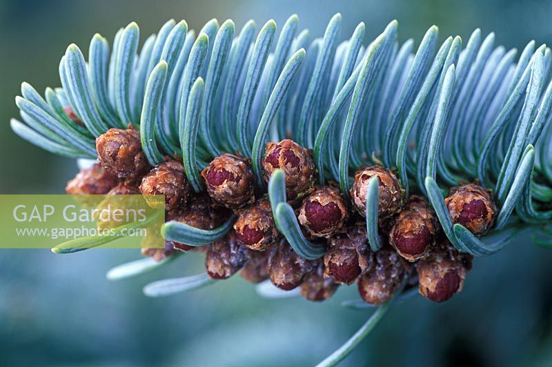 Abies procera. Noble Fir. March 16th. Time lapse 2. Close up of male flowers developing. 