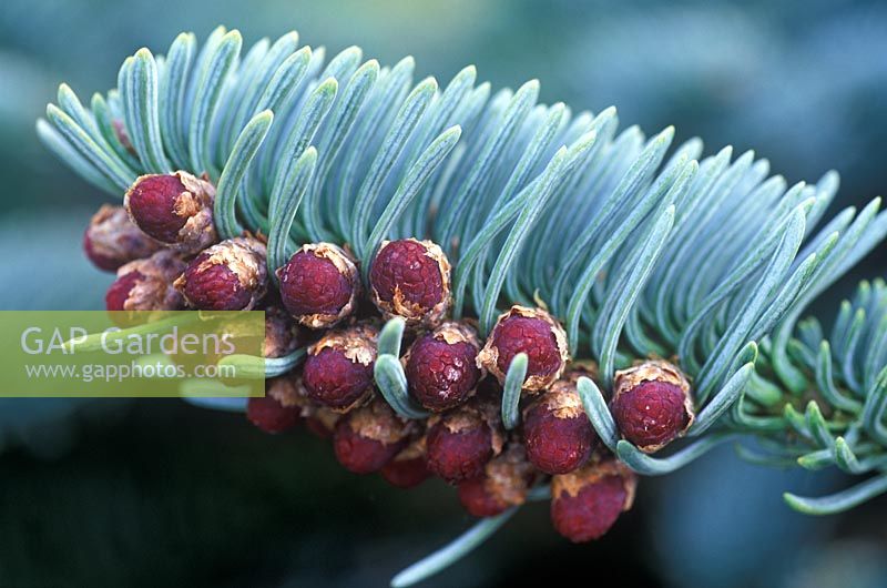 Abies procera. Noble Fir. April 3rd. Time lapse 3. Close up of male flowers developing.