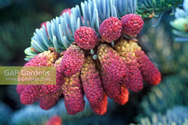 Abies procera. Noble Fir. May 16th. Time lapse 6. Close up of male flowers developing.