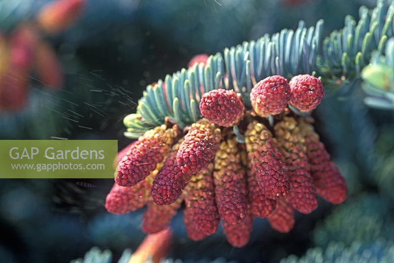 Abies procera. Noble Fir. May 19th. Time lapse 7. Close up of pollen being sprayed in wind from male flowers.