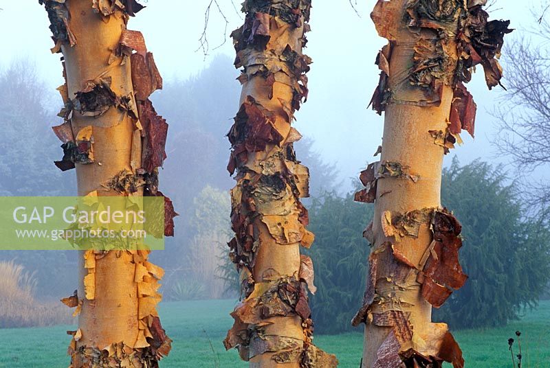 Betula nigra Cully syn Heritage. Portrait of three trunks with peeling bark in mist.