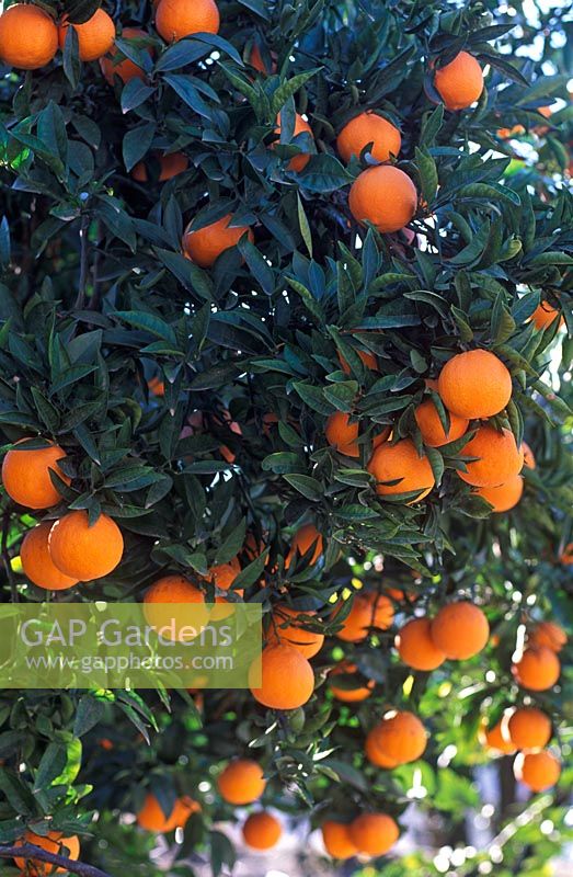 Citris aurantium - Seville Orange. Portrait of foliage and fruit.