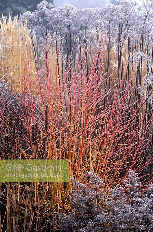 Cornus sanguinea 'Winter Beauty' in frosty border. 