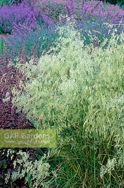 Deschampsia cespitosa 'Goldschleier' Golden Veil - Tufted hair grass, Tussock grass.