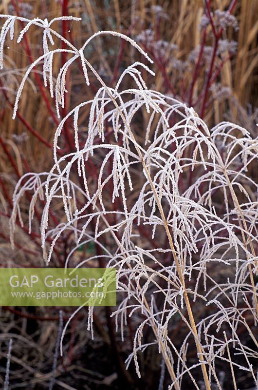 Deschampsia cespitosa Goldtau Syn. Golden Dew - Tufted hair grass, Tussock grass.
frost