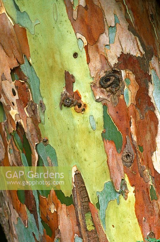 Eucalyptus dalrympleana - Gum tree, Ironbark, Broad-leaved kindling bark.