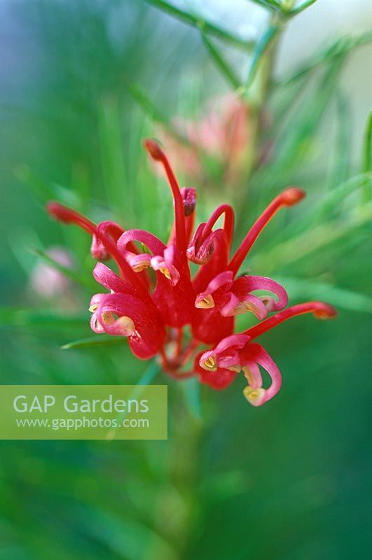 Grevillea 'Canberra Gem' flowering in  April 