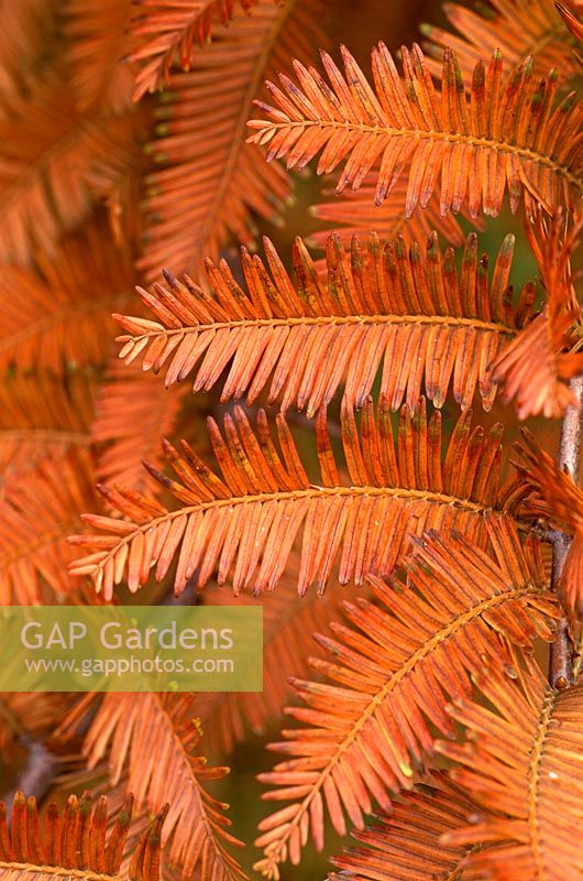 Metasequoia glyptostroboides - Dawn redwood