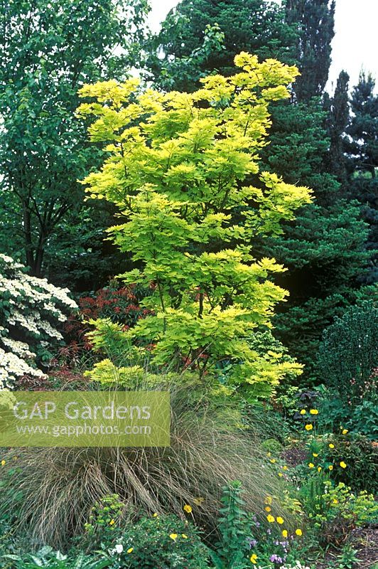 Acer shirasawanum 'Aureum' - Golden-leaved japanese maple with Chionochloa 'Rubra' 