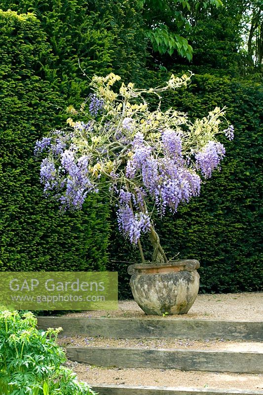 Small Wisteria growing in pot in early summer against Yew hedging