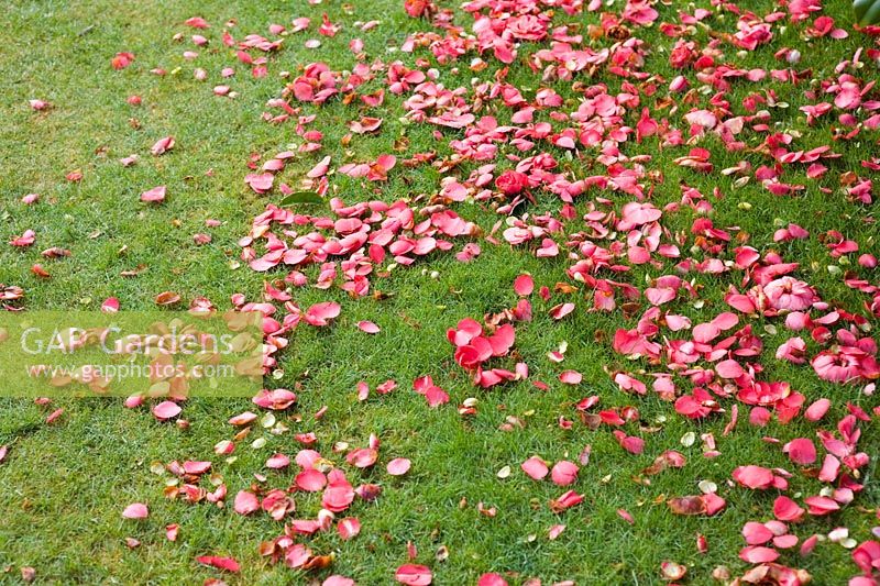 Camellia 'Donation' fallen petals on grass lawn