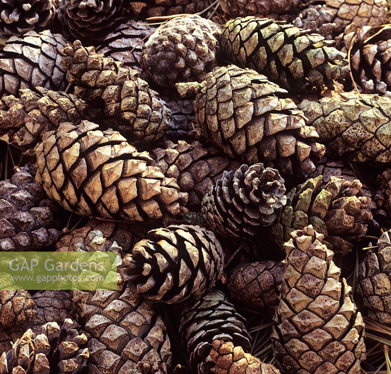 Pinus banksiana cones   