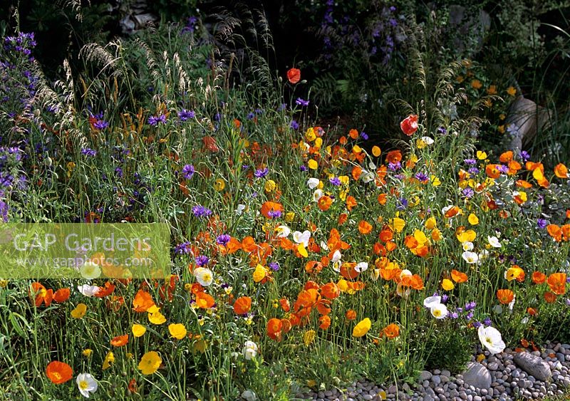 Poppies, cornflowers and grasses in wild flower planting.