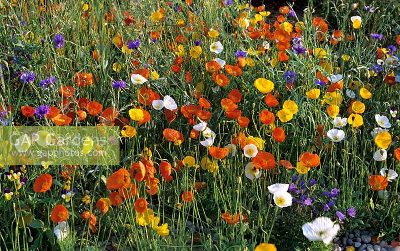 Poppies, cornflowers and grasses in wild flower planting. 