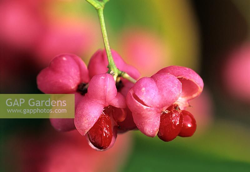 Euonymus hamiltonianus - close-up of opened seed pods revealing seeds