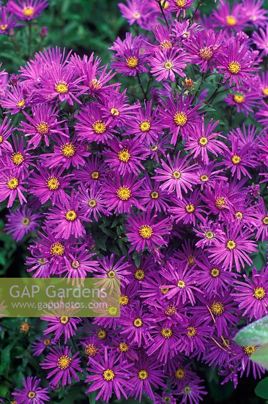 Aster amellus 'Veilchenkonigin' syn 'Violet Queen' - European michaelmas daisy