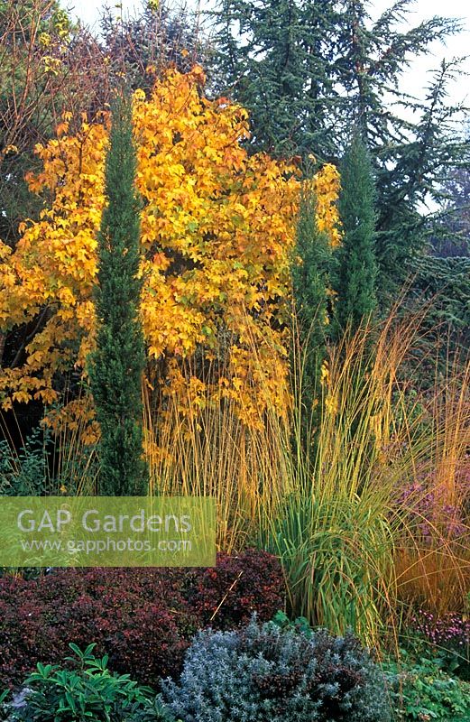 Cupressus sempervirens var. sempervirens 'Totem Pole' - Italian cypress in border with Acer x hilleri 'Summer Gold' - Maple, Berberis - Barberry and  Molinia 