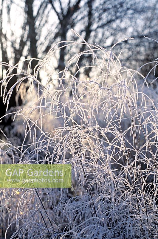 Deschampsia cespitosa 'Goldtau' syn 'Golden Dew' - Tufted hair grass with frost in Winter .