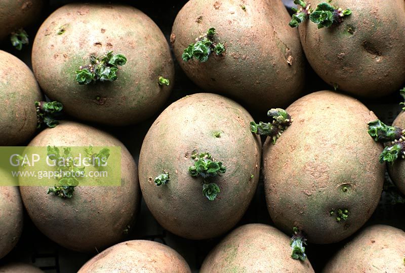 Solanum tuberosum - Potato 'Swift' chitted in March