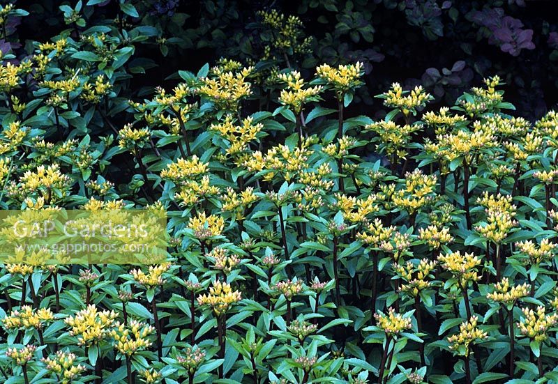 Sedum aizoon 'Aurantiacum' syn Euphorbioides flowering in May