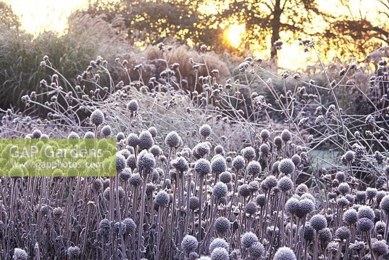 Winter border with frosty Echinacea purpurea 'Kims Knee High' and Verbena bonariensis in Winter, The Summer garden, Bressingham, Norfolk