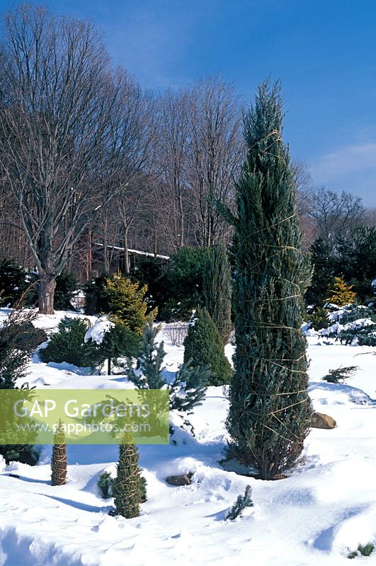 Winter border with Juniperus scopulorum 'Skyrocket', conifers tied up with rope to protect against winter snowfall damage.