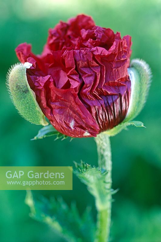 Papaver 'Medallian' - Opening poppy sequence 3 - Close up of petals unfolding
