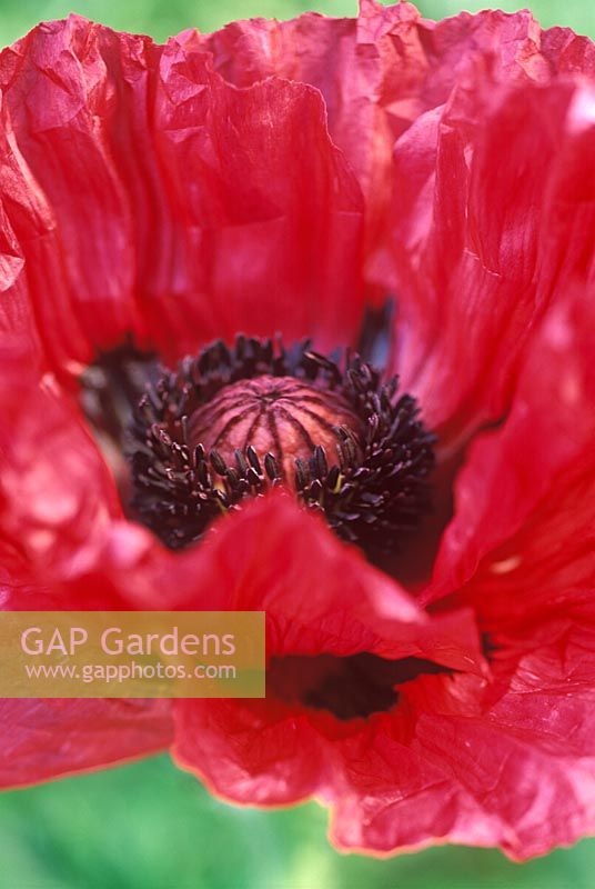 Papaver 'Medallian' - Opening poppy sequence 6 - Close up of red flower fully open.
