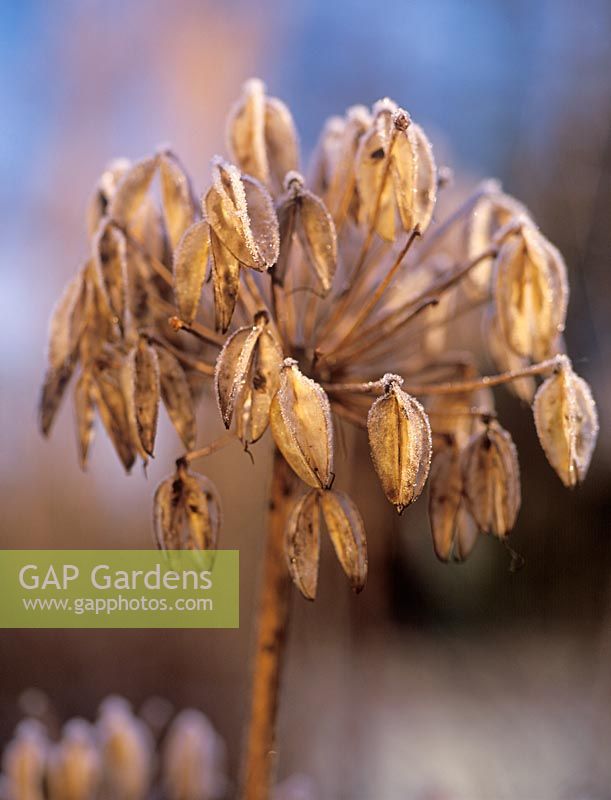 Agapanthus - close up of frosted seedhead.