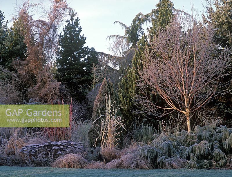 View of frosty mixed border at Foggy Bottom, Bressingham, Norfolk 

