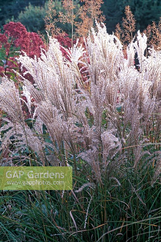 Miscanthus sinensis 'Kleine Fontane'.  Close up of grass in border with white pink flowers.