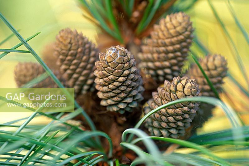 Pinus koraiensis 'Silveray' - Close up of cones 