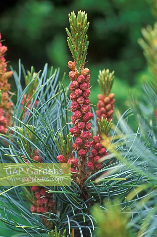 Pinus parviflora 'Bonnie Bergman' - Close up of male flowers